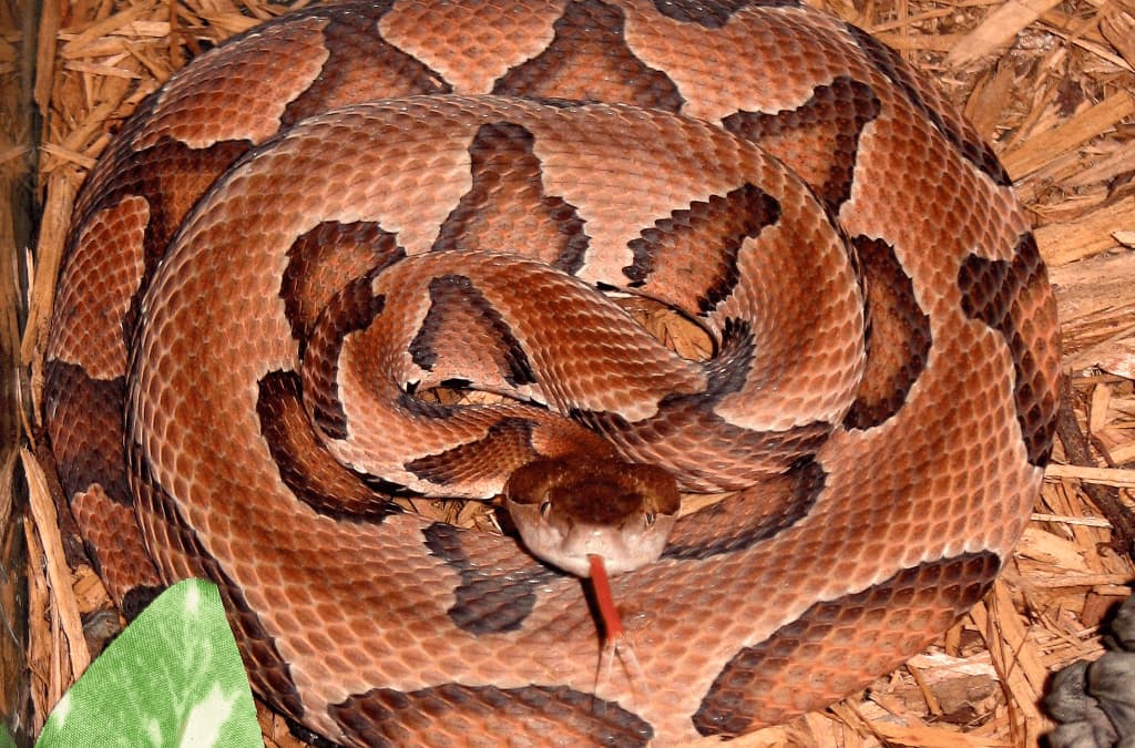 7 Snakes to Watch Out for in Red River Gorge, KY