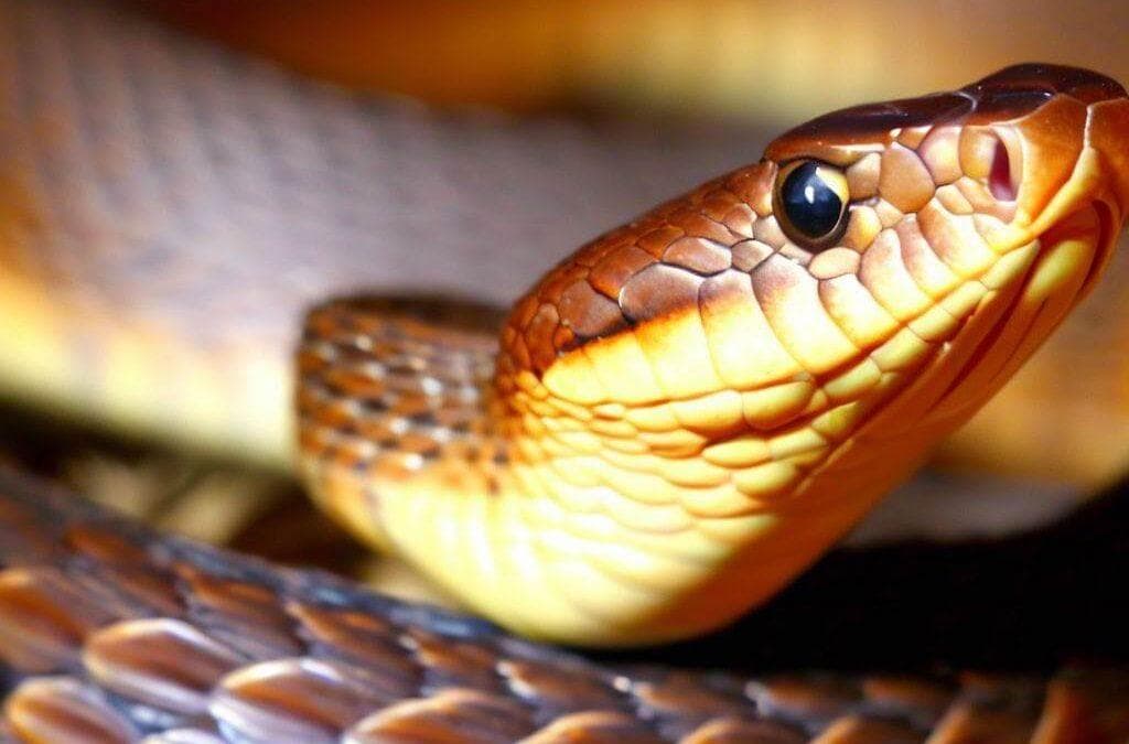 Exploring the Reptile Center (the Kentucky Reptile Zoo) at Red River Gorge, Kentucky!