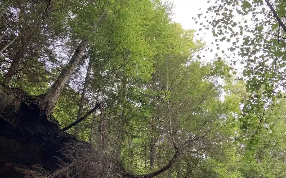 Exploring the Natural Wonders: Rock Formations in Red River Gorge