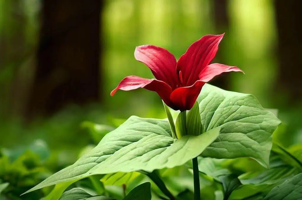 10 Flora and Fauna Gems at Red River Gorge, Kentucky