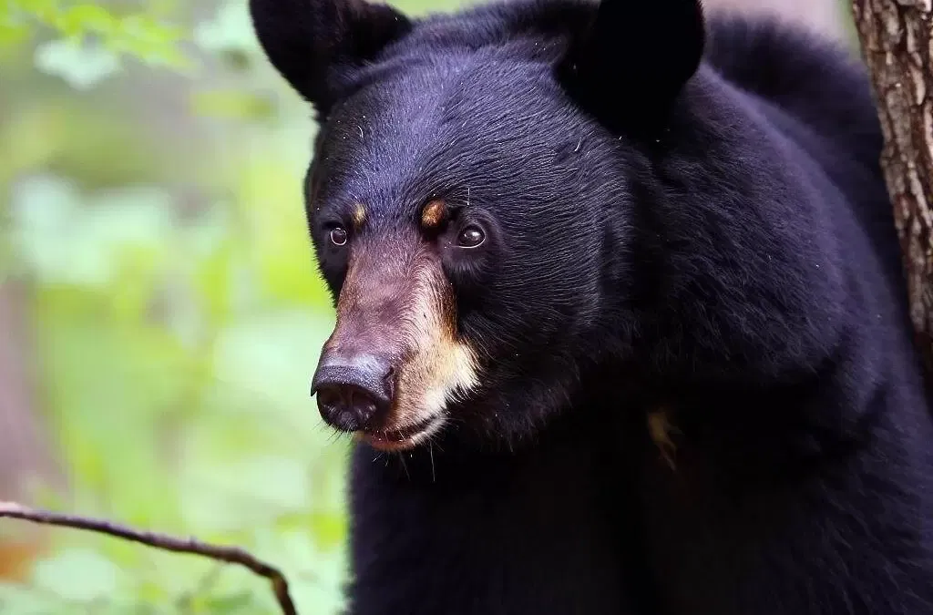 10 Tips for a Bear-venture in Red River Gorge, KY