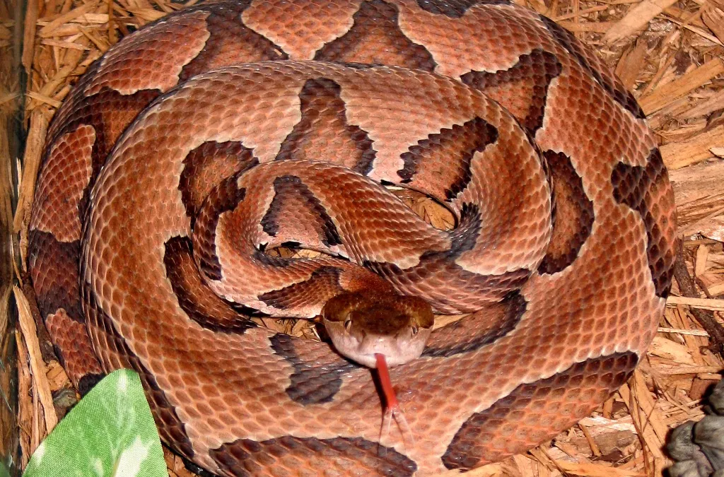 7 Snakes to Watch Out for in Red River Gorge, KY