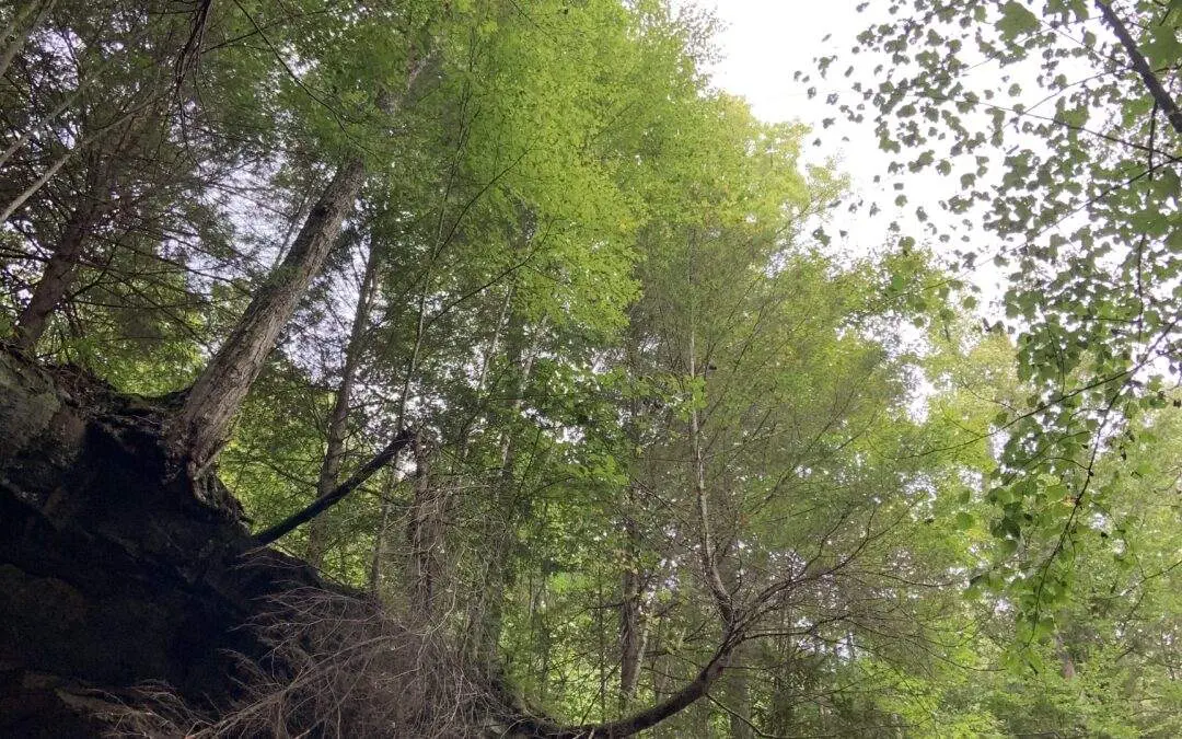 Exploring the Natural Wonders: Rock Formations in Red River Gorge