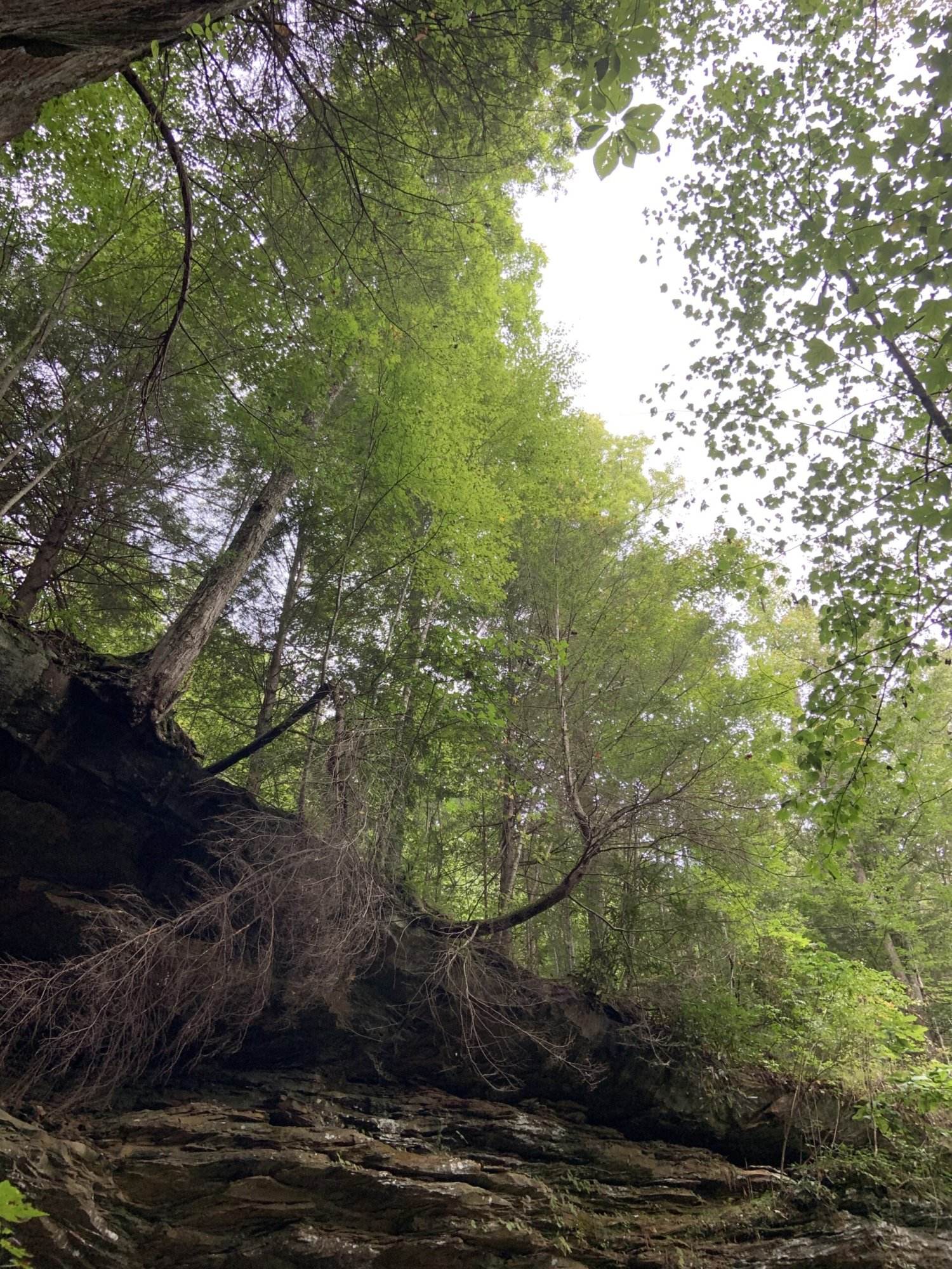 trees and rocks in the red river gorge kentucky